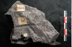 Foto (Detailansicht) von Sphenopteris hoeninghausi Brongniart (NHMW-GEO-2024-0188-10813)